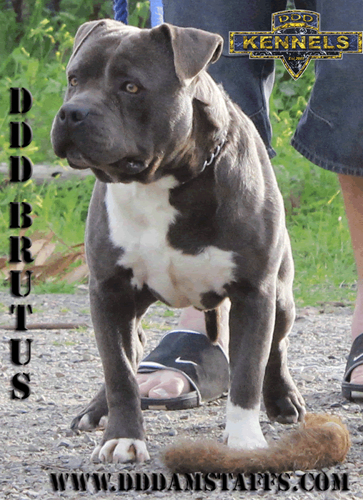 DDDawgs Brutus